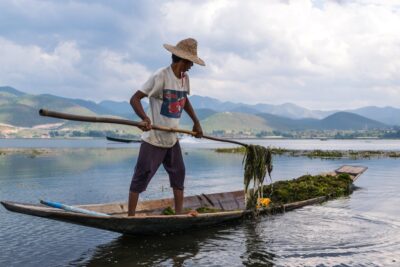 Invasion de jacinthe d'eau sur le lac Inle