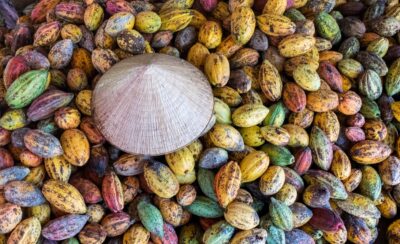 Plantation de cacao dans le delta du Mékong au Vietnam