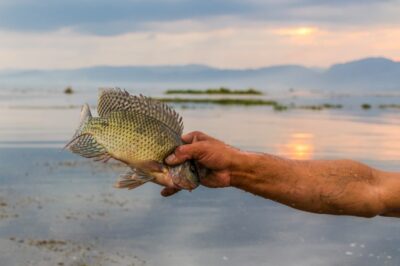 Poisson pêché sur le lac Inle