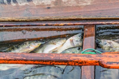 Poissons fraichement pêchés sur le lac Inle en Birmanie