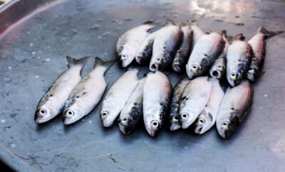 Poissons sur un petit marché du delta