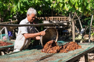 Séchage des fèves de cacao