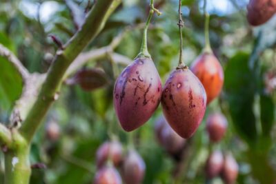 Variétés de tomates à l'Inkaterra Hacienda Urubamba