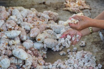 Vidage des cabosses de cacao