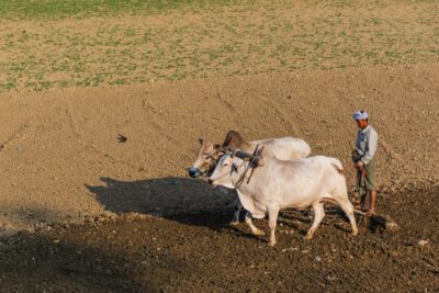 Travail agricole en Birmanie, dans les environs de Mandalay