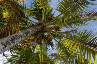 Cocotier sur Guyam Island