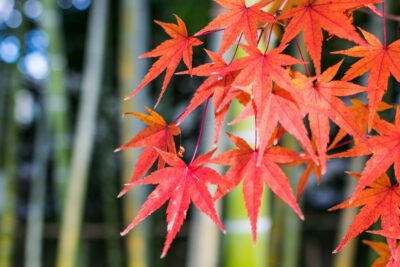 Automne au jardin Shokado de Yawata