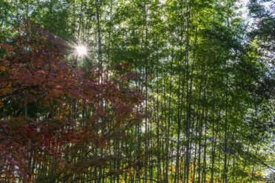 Bambou et couleurs d'automne à Yawata