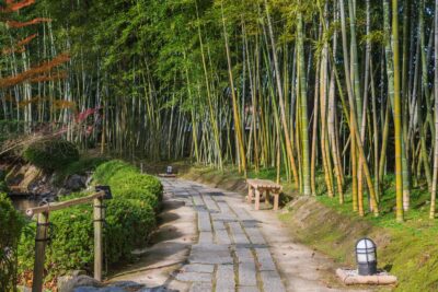 Bambous dans une allée du jardin Shokado de Yawata