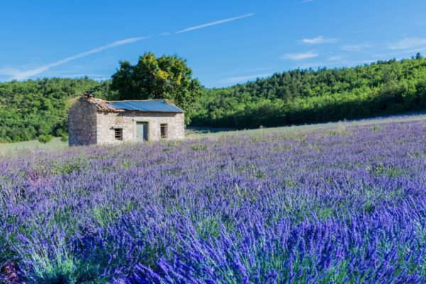 Champ de lavande dans le Luberon