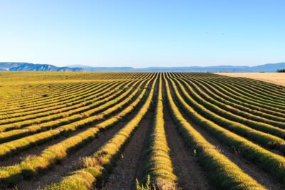 Champ de lavande récoltée dans le Luberon