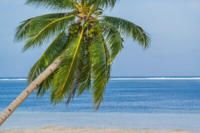 Coconut tree - Isla Cabana, Siargao