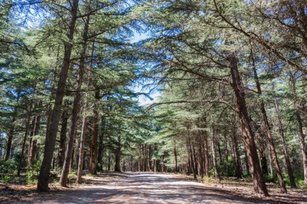 Forêt de cèdres du Luberon