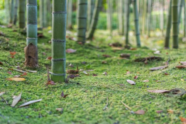 Mousse et bambou