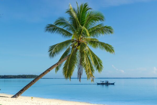 Palmier et plage à Siargao