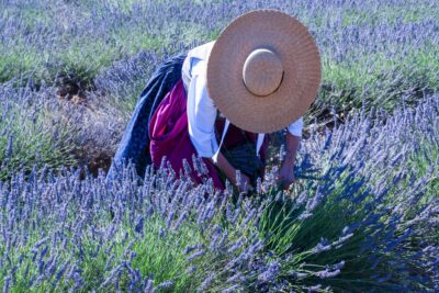 Récolte traditionnelle de la lavande dans le Luberon