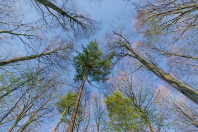 Bois de Hal et ses arbres