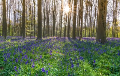 Hallerbos en Belgique