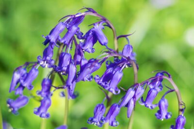 Hallerbos et ses jacinthes sauvages