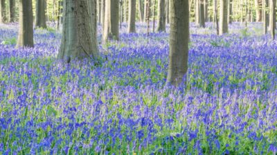 Hallerbos ou bois de Hal