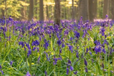 Jacinthes en fleur au bois de Hal (Hallerbos)