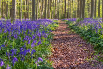 Balade à Hallerbos