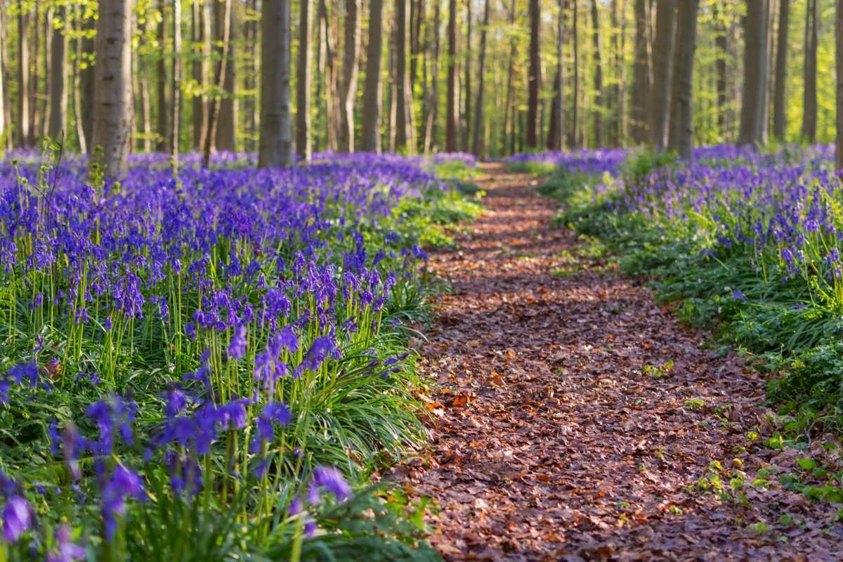 Hallerbos, le bois de Hal, et son tapis de jacinthe en Belgique