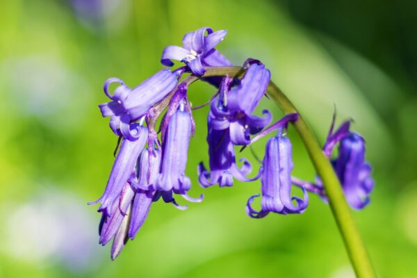 Jacinthe sauvage au bois de Hal