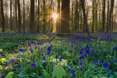 Lever de soleil à Hallerbos