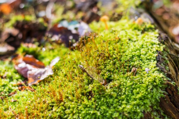 Mousse dans le bois de Hal