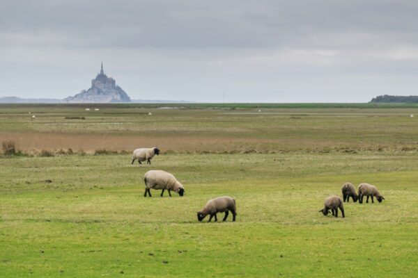 Moutons dans les prés salés du Mont-Saint-Michel