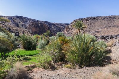 Oasis de Sidi Flah - Maroc
