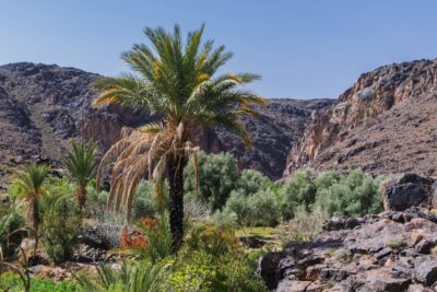 Palmier dans l'oasis de Sidi Flah