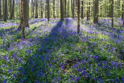 Tapis de jacinthe à Hallerbos