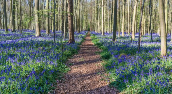 Tapis de jacinthe à Hallerbos