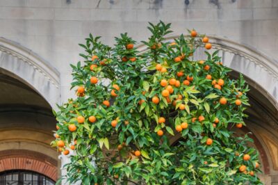 Oranger à Pise en Italie