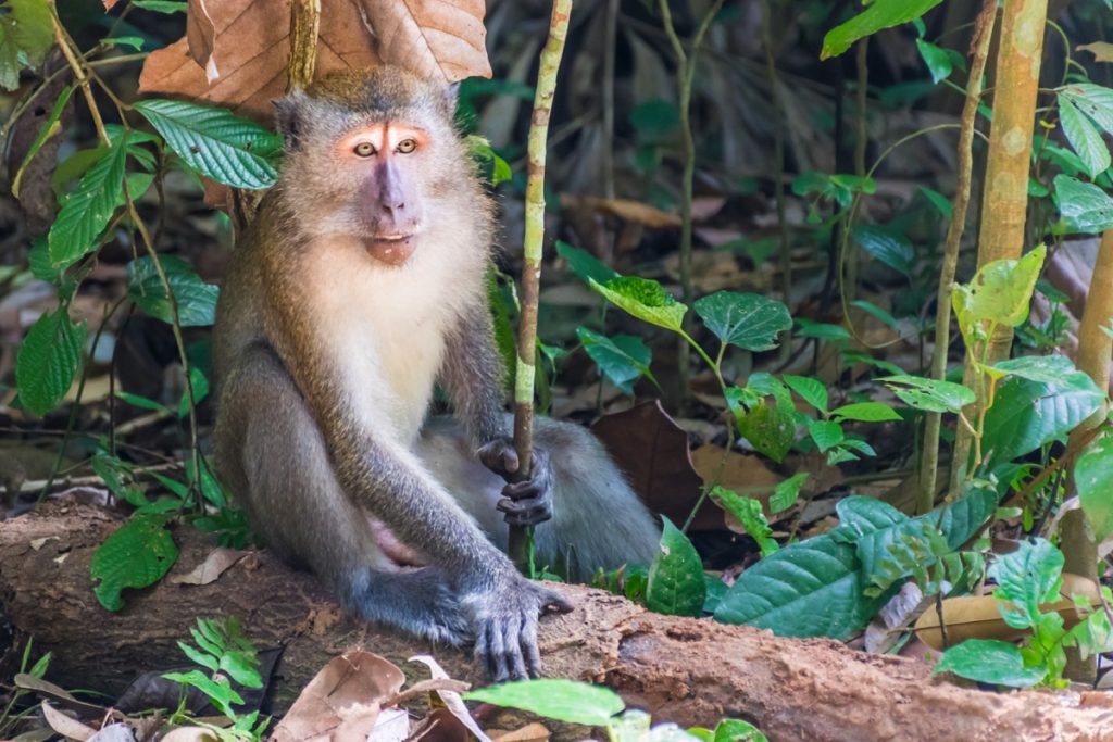 Macaque sur Pulau Ubin