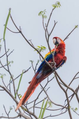 Ara rouge au Costa Rica