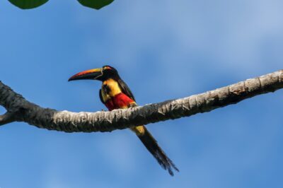 Araçari au Costa Rica