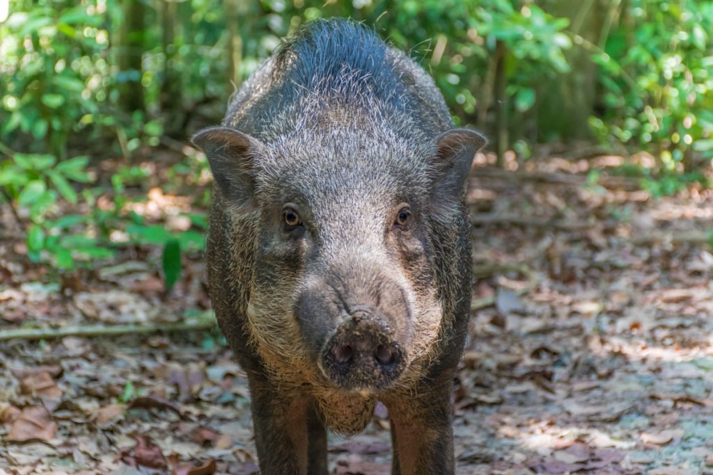 Cochon sauvage sur Pulau Ubin