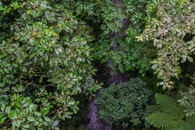 From the canopy - Costa Rica