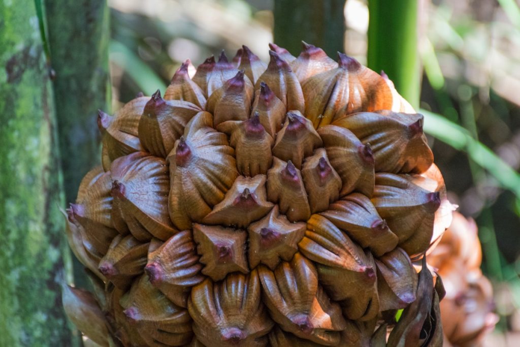 Fruit du nypa dans la mangrove de Pulau Ubin