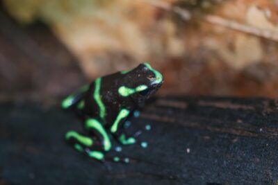 Grenouille tueuse au Costa Rica