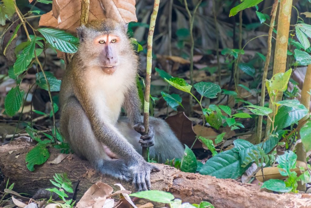 Macaque sur Pulau Ubin