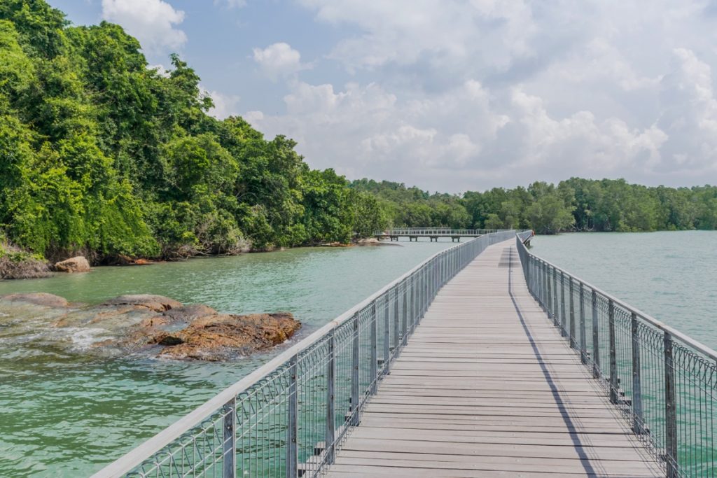 Mangrove de Pulau Ubin