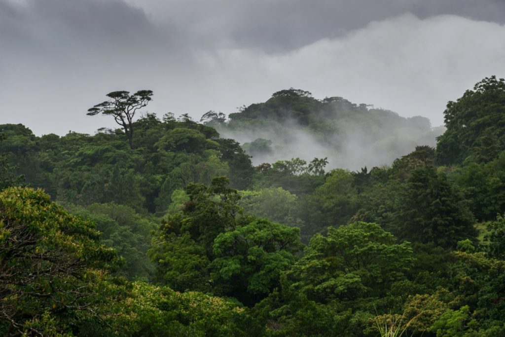 Monteverde Cloud Forest reserve
