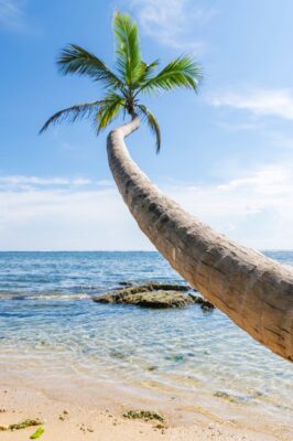 Cocotier sur une plage de Cahuita au Costa Rica