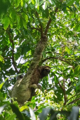 Paresseux au Costa Rica