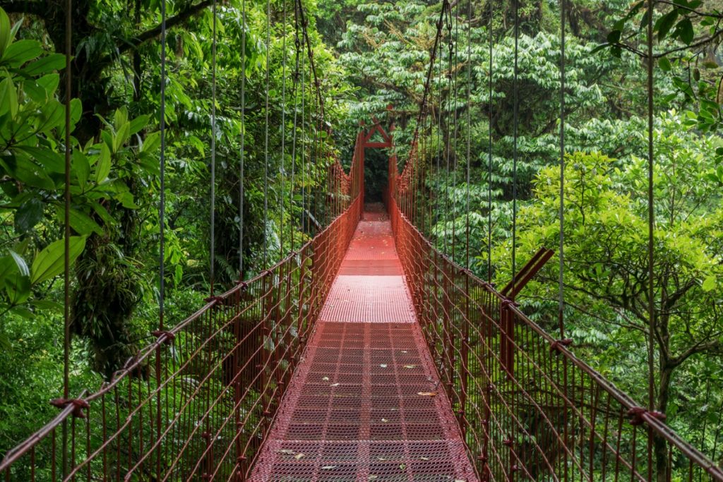 Pont suspendu - Canopée