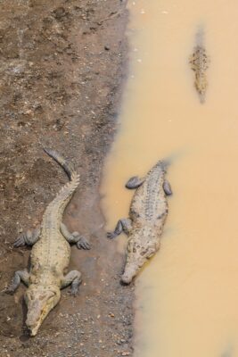 Rio Tarcoles au Costa Rica